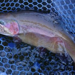 前半苦戦後半まあまあ ～岡崎トラウトポンド～